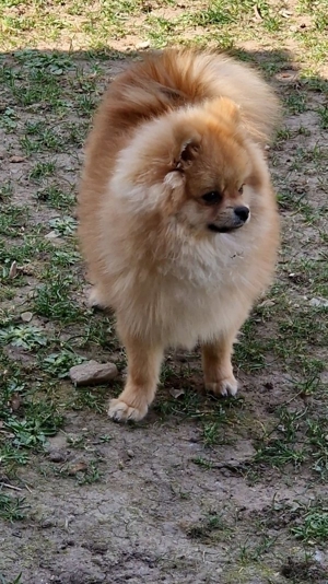 Deckrüde. Pomeranian Bärchen Typ Bild 2