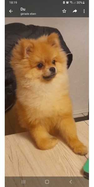 Deckrüde. Pomeranian Bärchen Typ Bild 3