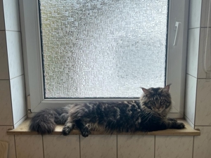 Maine Coon Deckkater mit Stammbaum Bild 6