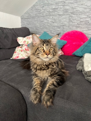 Maine Coon Deckkater mit Stammbaum Bild 4