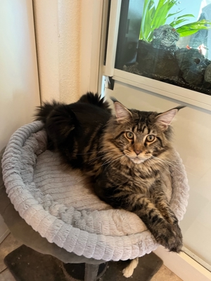 Maine Coon Deckkater mit Stammbaum Bild 5