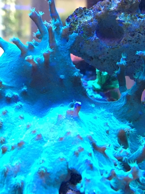 Korallen SPS LPS und Weichkorallen Meerwasser Aquarium Bild 8