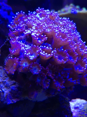Korallen SPS LPS und Weichkorallen Meerwasser Aquarium Bild 9