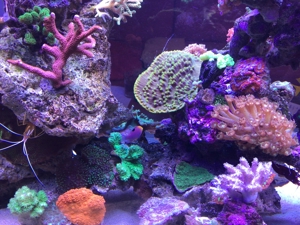 Korallen SPS LPS und Weichkorallen Meerwasser Aquarium Bild 7