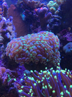 Korallen SPS LPS und Weichkorallen Meerwasser Aquarium Bild 10