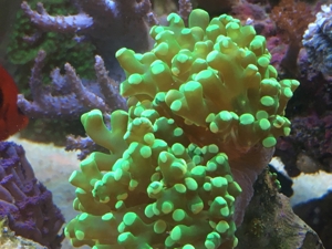 Korallen SPS LPS und Weichkorallen Meerwasser Aquarium Bild 17