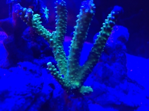 Korallen SPS LPS und Weichkorallen Meerwasser Aquarium Bild 4
