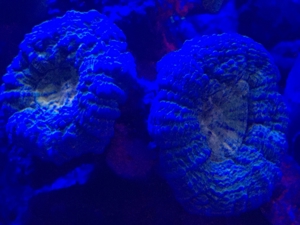 Korallen SPS LPS und Weichkorallen Meerwasser Aquarium Bild 5
