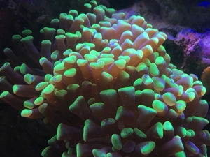Korallen SPS LPS und Weichkorallen Meerwasser Aquarium Bild 15