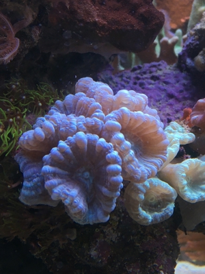 Korallen SPS LPS und Weichkorallen Meerwasser Aquarium Bild 11
