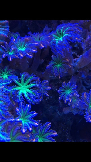 Korallen SPS LPS und Weichkorallen Meerwasser Aquarium Bild 16