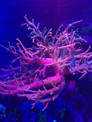 Korallen SPS LPS und Weichkorallen Meerwasser Aquarium Bild 6