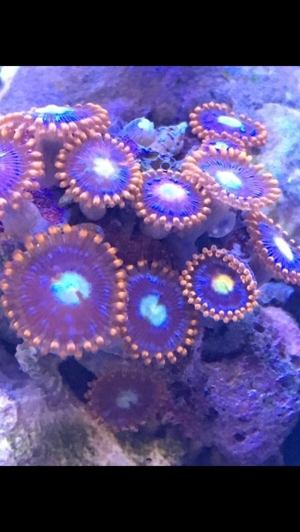Korallen SPS LPS und Weichkorallen Meerwasser Aquarium Bild 12