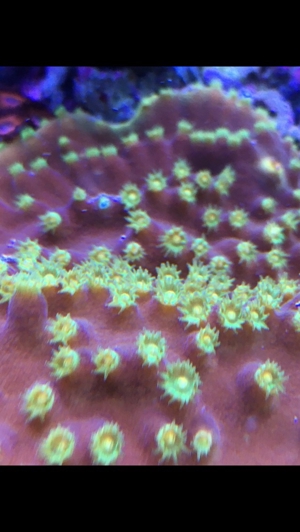 Korallen SPS LPS und Weichkorallen Meerwasser Aquarium Bild 2