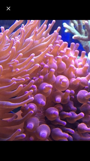 Korallen SPS LPS und Weichkorallen Meerwasser Aquarium Bild 3