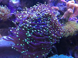 Korallen SPS LPS und Weichkorallen Meerwasser Aquarium Bild 18
