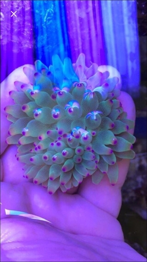 Korallen SPS LPS und Weichkorallen Meerwasser Aquarium Bild 13