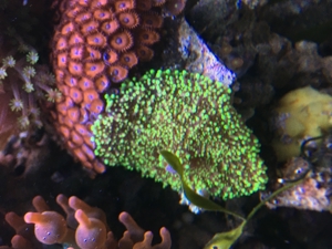 Korallen Zoanthus Krustenanemone Meerwasser Bild 15