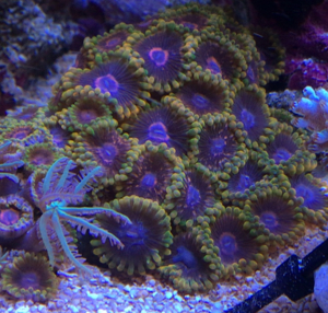 Korallen Zoanthus Krustenanemone Meerwasser Bild 11