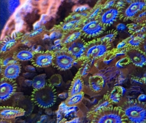 Korallen Zoanthus Krustenanemone Meerwasser Bild 6