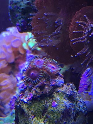 Korallen Zoanthus Krustenanemone Meerwasser Bild 5