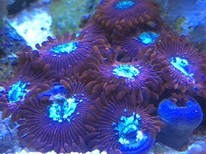 Korallen Zoanthus Krustenanemone Meerwasser Bild 2