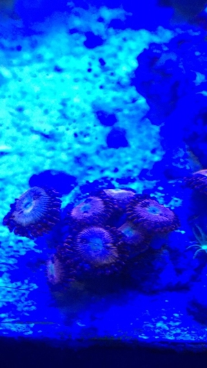Korallen Zoanthus Krustenanemone Meerwasser Bild 3