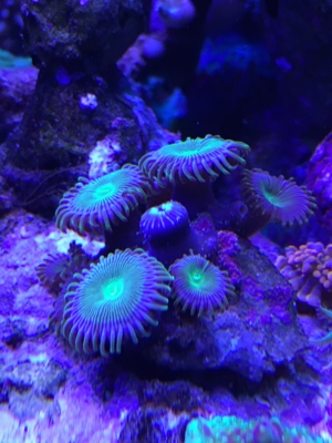 Korallen Zoanthus Krustenanemone Meerwasser Bild 4