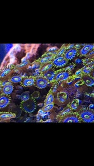 Korallen Zoanthus Krustenanemone Meerwasser Bild 10