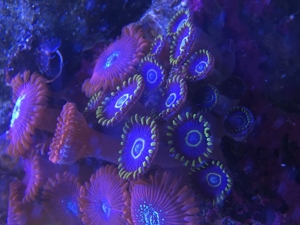 Korallen Zoanthus Krustenanemone Meerwasser Bild 13