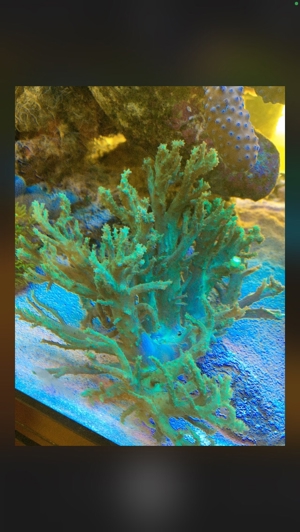 Anfängerkorallen Weichkoralle Terrazoanthus Xenia etc. Meerwasser Aquarium Bild 8