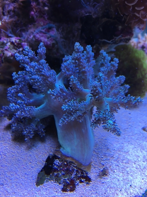 Habe ein paar Korallenableger übrig Meerwasser Aquarium Bild 18