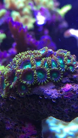 Habe ein paar Korallenableger übrig Meerwasser Aquarium Bild 6