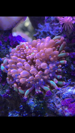 Habe ein paar Korallenableger übrig Meerwasser Aquarium Bild 4