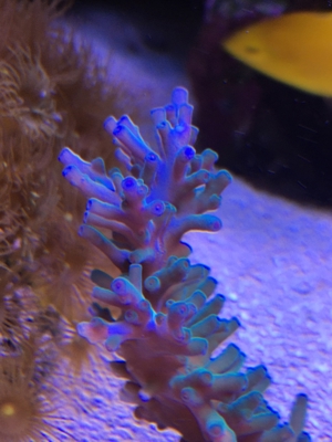 Habe ein paar Korallenableger übrig Meerwasser Aquarium Bild 10