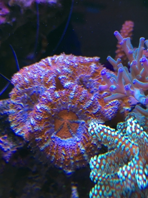 Habe ein paar Korallenableger übrig Meerwasser Aquarium Bild 7