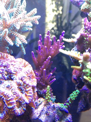 Habe ein paar Korallenableger übrig Meerwasser Aquarium Bild 14