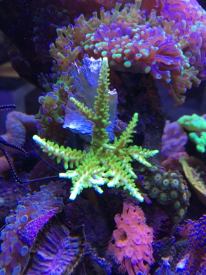 Habe ein paar Korallenableger übrig Meerwasser Aquarium Bild 11
