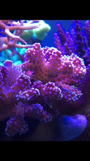 Habe ein paar Korallenableger übrig Meerwasser Aquarium Bild 2