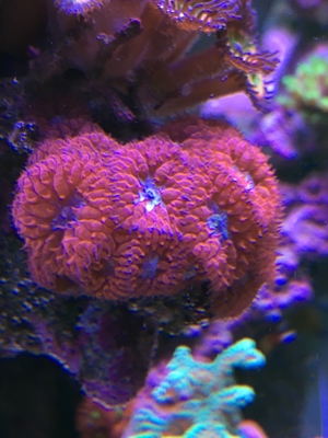 Habe ein paar Korallenableger übrig Meerwasser Aquarium Bild 1