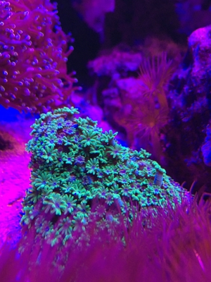 Habe ein paar Korallenableger übrig Meerwasser Aquarium Bild 16