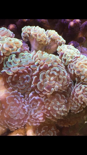 Habe ein paar Korallenableger übrig Meerwasser Aquarium Bild 3
