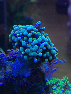 Habe ein paar Korallenableger übrig Meerwasser Aquarium Bild 17