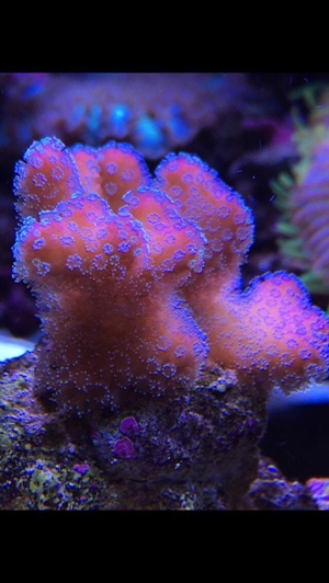 Habe ein paar Korallenableger übrig Meerwasser Aquarium Bild 9
