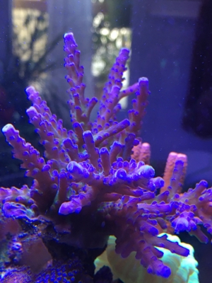 Habe ein paar Korallenableger übrig Meerwasser Aquarium Bild 13