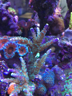 Habe ein paar Korallenableger übrig Meerwasser Aquarium Bild 12