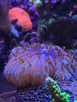 Habe ein paar Korallenableger übrig Meerwasser Aquarium Bild 8