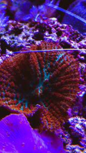 Habe ein paar Korallenableger übrig Meerwasser Aquarium Bild 15