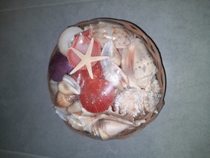 Korb mit verschiedenen Muscheln zu verkaufen *ovp*