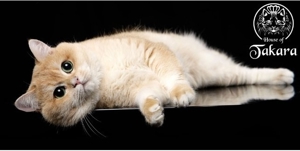 BKH-Deckkater Britisch Kurzhaar Stammbaum Cat Maniac Bild 9